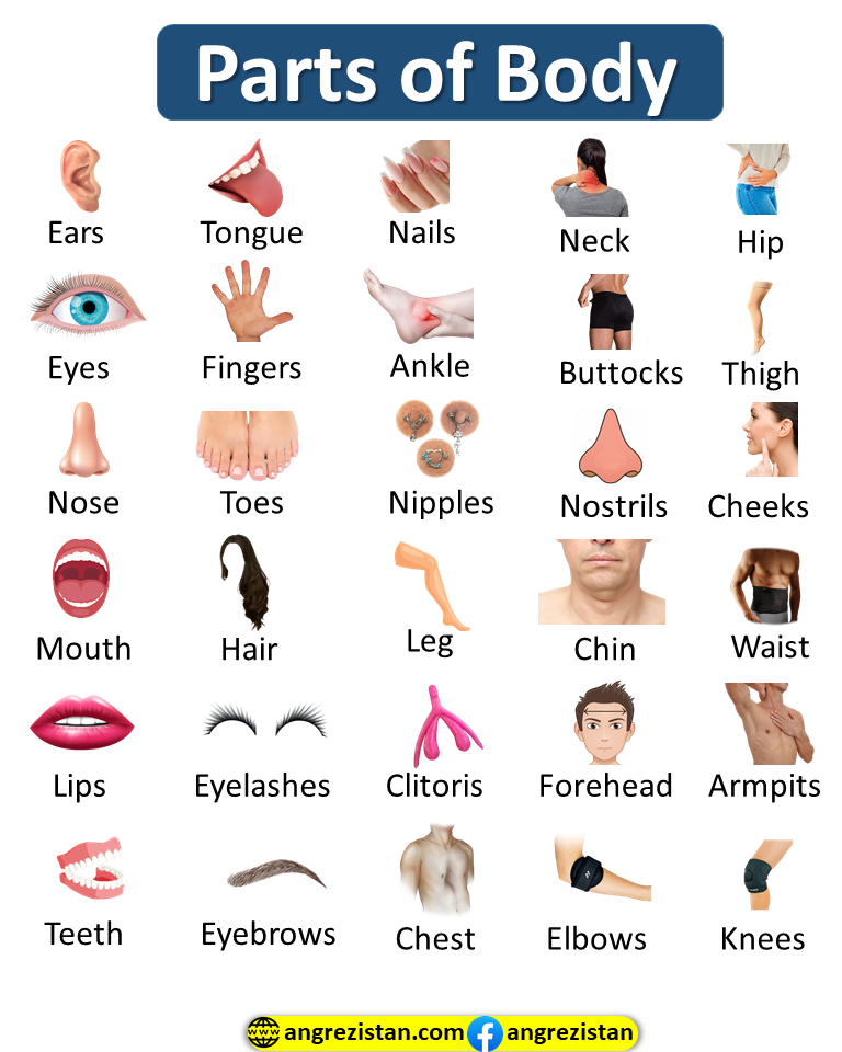 Parts Of Body Vocabulary In English With Pictures - Angrezistan.com