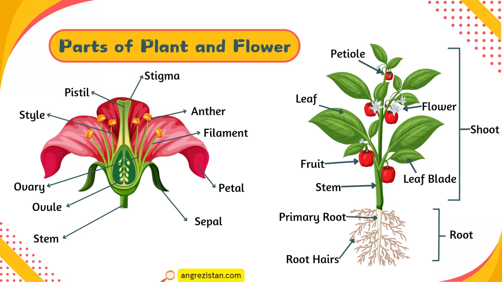 Parts Of Plant And Flowers