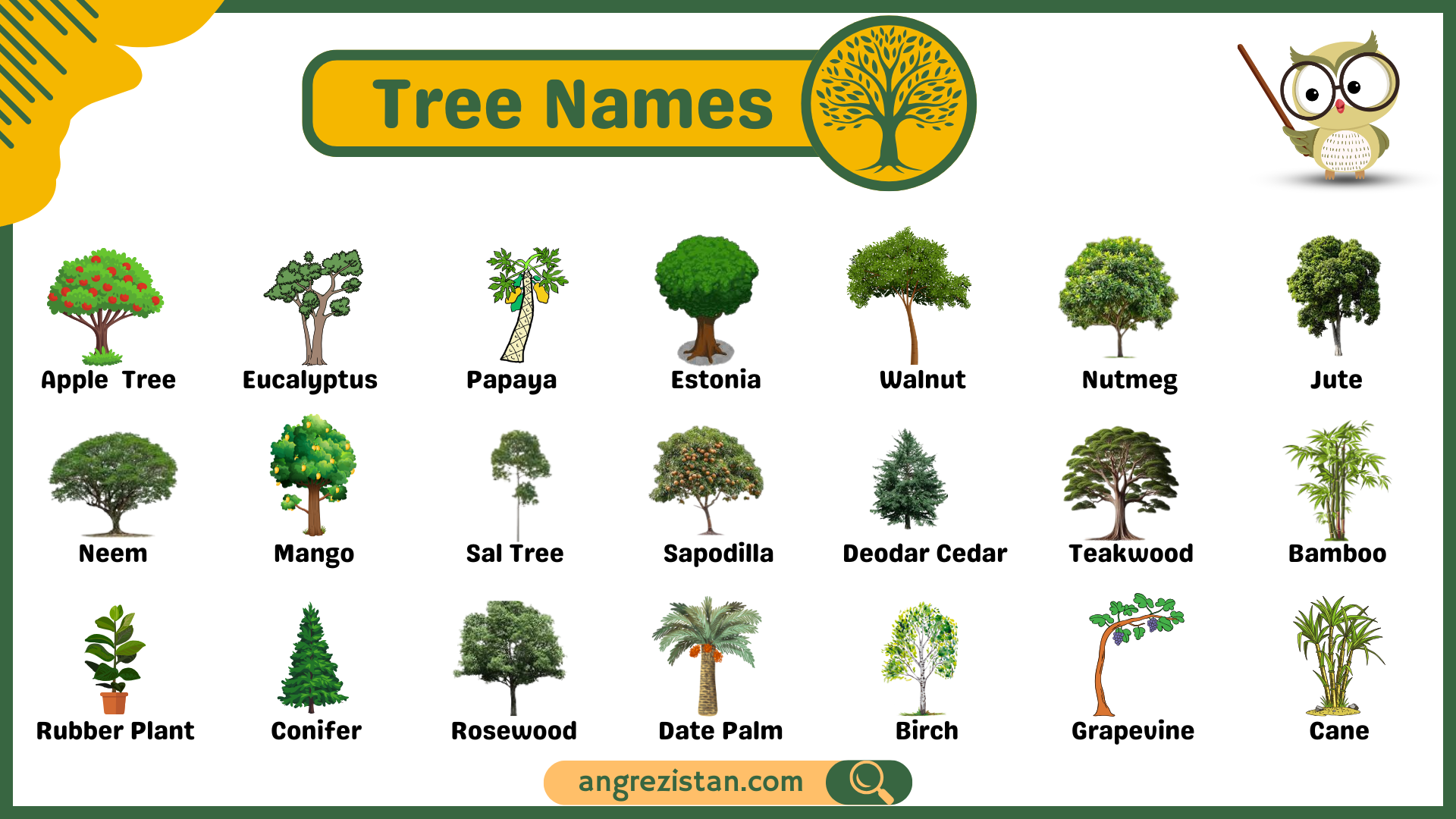 Explore The List Of 101 Tree Names In English